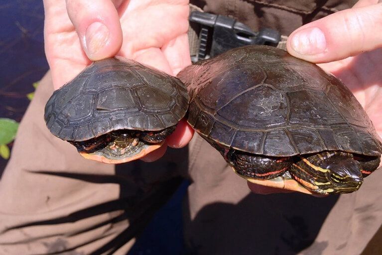 Two turtles examined as part of an environmental study.