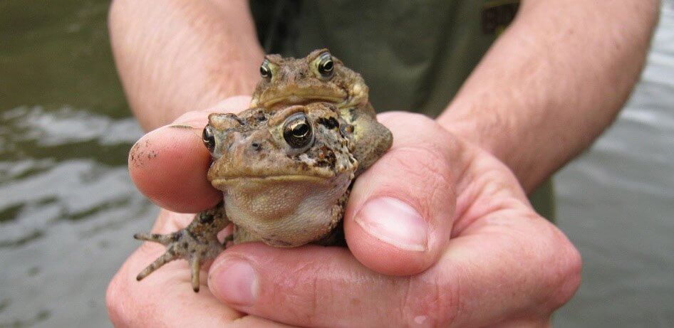 Two frogs capture and examined as part of an environmental study.